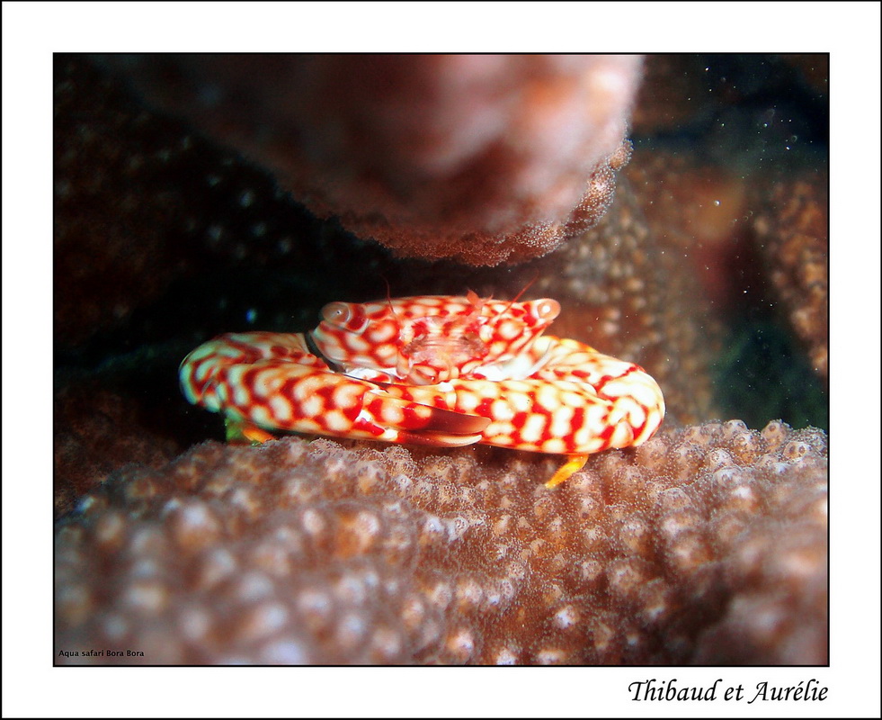 2009   08   Plongee Bora bora 08